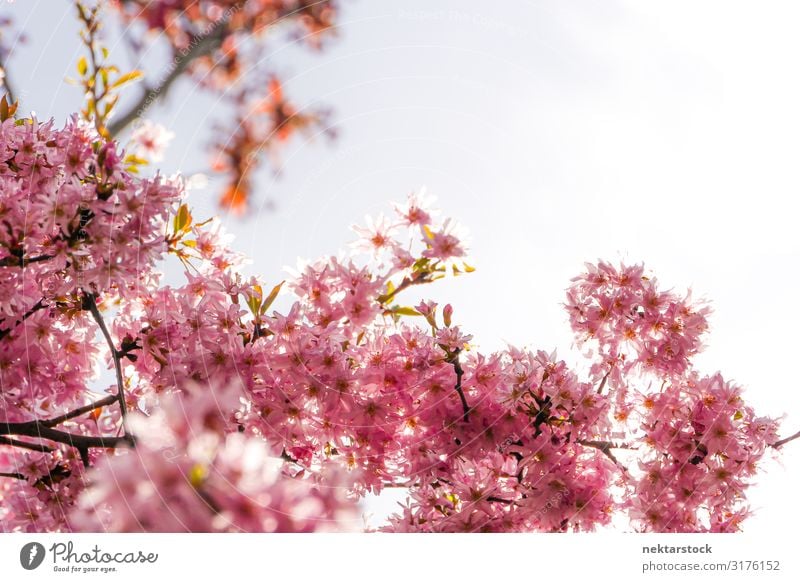 Pink Flowers of Blossoming Cherry Tree Close Up Beautiful Plant Growth Fresh Hope Colour branch Bud spring Botany Beauty Photography focus on foreground