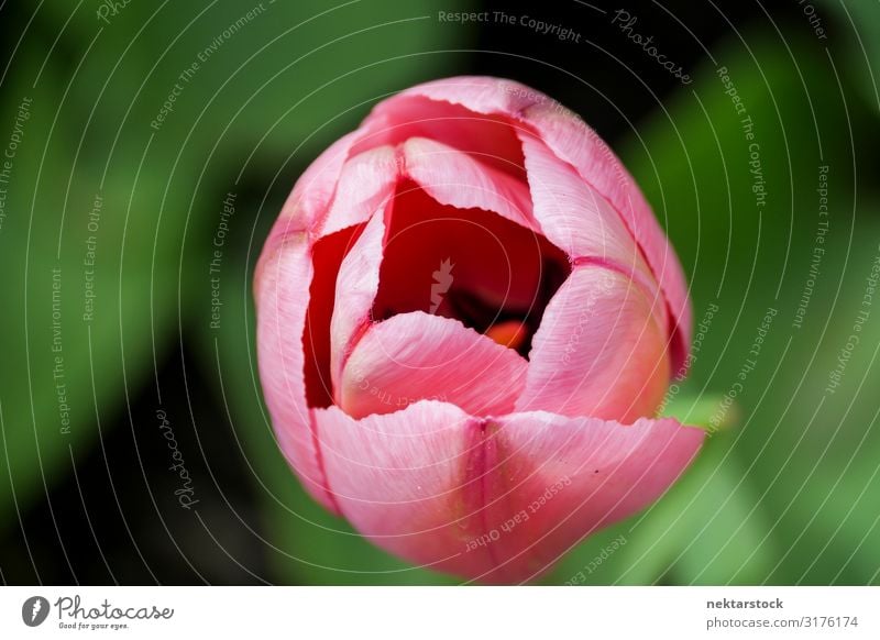 Pink Tulip Flowerhead Partly Open Beautiful Plant Blossom Blossoming Growth Fresh Hope Peace Bud Blossom leave spring one Botany Beauty Photography botanical