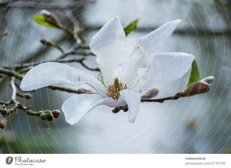 White Tree Blossom on Budding Branch Close Up Beautiful Calm Plant Flower Blossoming Growth Fresh Serene Hope Peace branch budding spring Botany