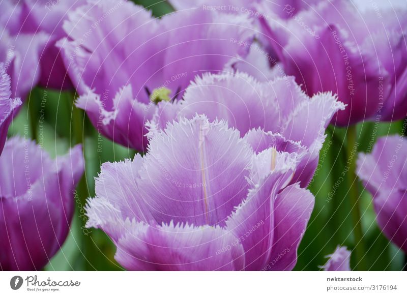 Purple Cummins Tulips with Fringed Petal Tips Beautiful Plant Flower Blossom Blossoming Growth Fresh Hope Peace cummins tulip fringed Bud Blossom leave spring
