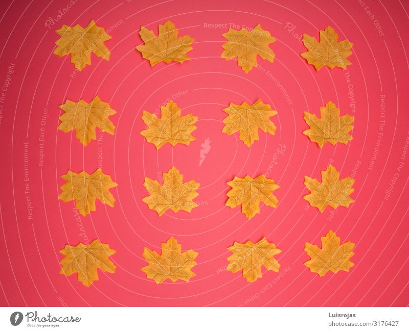 Yellow leaves on red background Design Autumn Warmth Leaf Piece of paper Stamp Package Red Background picture Colour photo Pattern Deserted