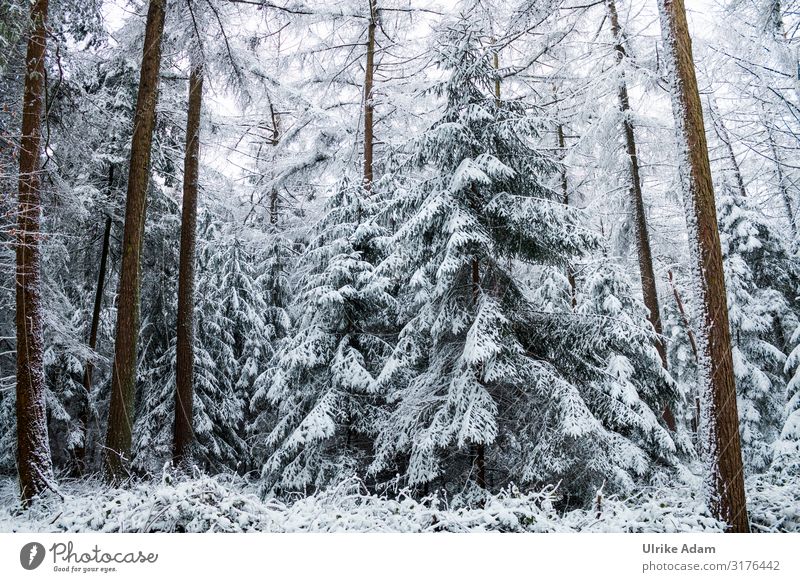 Snow-covered firs in the forest Vacation & Travel Tourism Trip Winter Winter vacation Hiking Card Christmas & Advent Nature Landscape Plant Climate change Ice