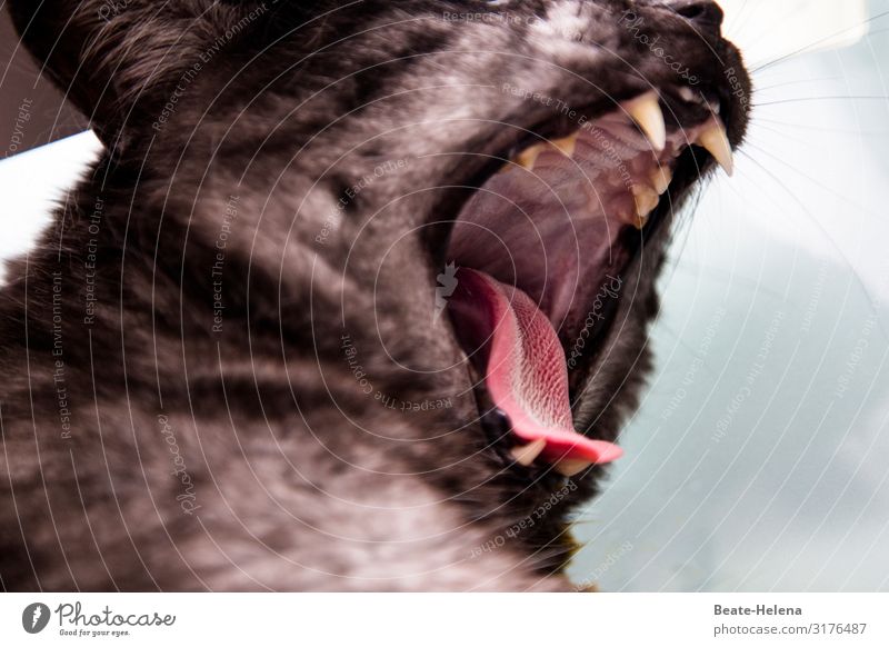 Cat at the dentist - insight into the cat's mouth Yawn Cat's tongue Teeth Tongue Muzzle Jawbone bite Dentist Healthy Set of teeth Pet Animal portrait Deserted