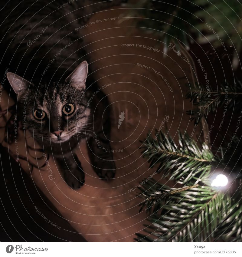 Cat under the Christmas tree Animal Pet Animal face Paw 1 Observe Brown Green Safety (feeling of) Christmas & Advent Subdued colour Interior shot