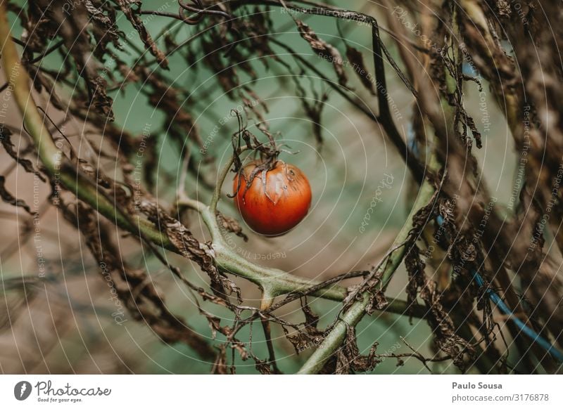 Tomato isolated Food Vegetable Fruit Plant Autumn Winter Simple Fresh Juicy Red Growth Healthy Healthy Eating Colour photo Exterior shot Deserted Isolated Image