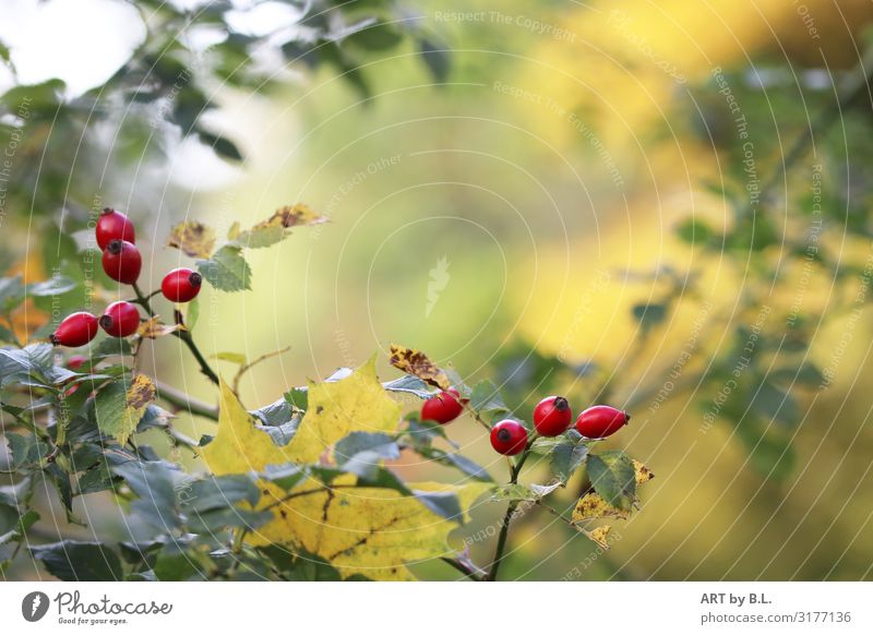 autumn whisper Nature Plant Rose hip Delicious Positive Juicy Yellow Gold Green Red Exterior shot Detail Copy Space top Copy Space middle Shallow depth of field