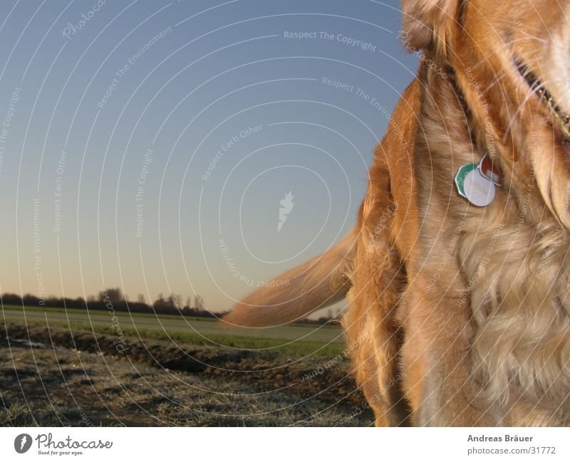 the runaway Dog Golden Retriever Field Pelt Tails Dog tag Movement Blue sky To go for a walk Walk the dog