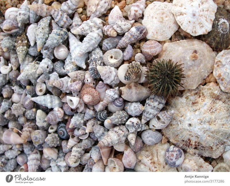 Beach_Snailhouses_Eurchins Decoration Nature Sea urchin Maritime Point Thorny Relationship Identity Complex Planning Environmental protection Vacation & Travel