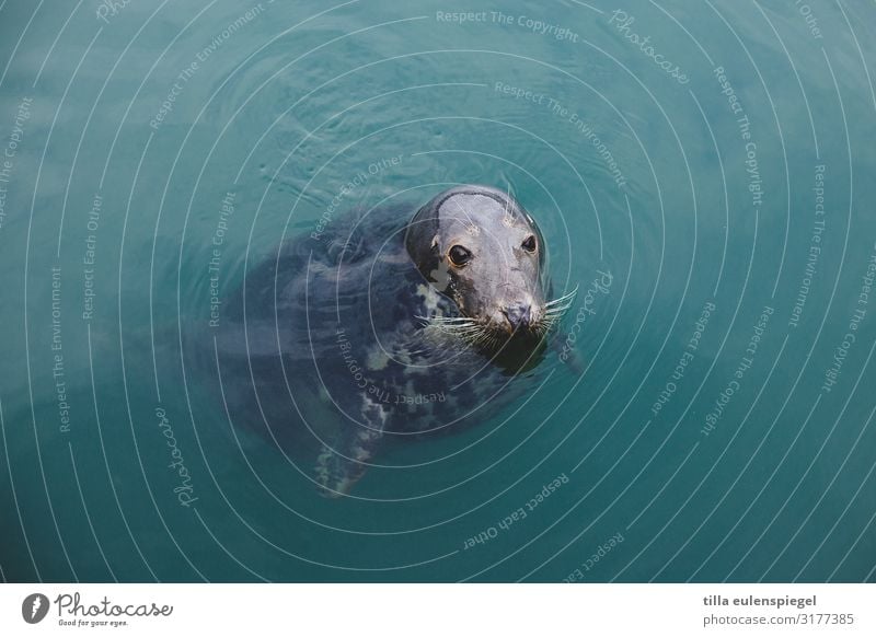 Hello! Water Animal Wild animal Animal face 1 Observe Cold Nature Seals Wait Float in the water Surface of water Curiosity Blue Cute Colour photo Exterior shot