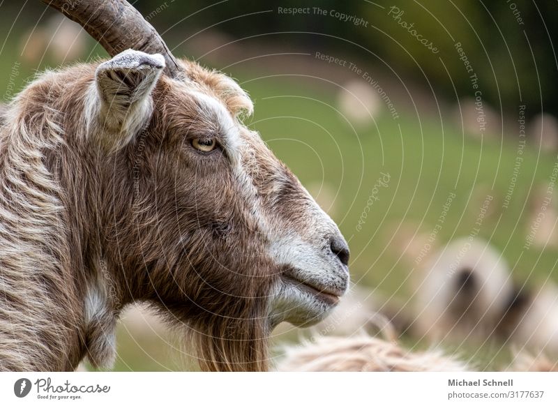 billy goat view Animal Animal face Goats He-goat Looking Serene Calm Colour photo Exterior shot Close-up Copy Space right Copy Space top Shallow depth of field