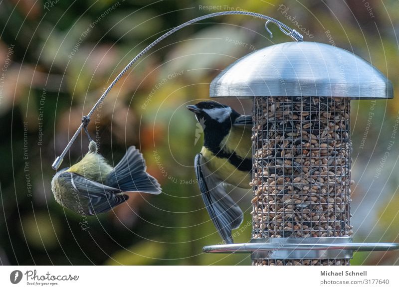 Two great titmice Animal Bird Tit mouse To feed Playing Joy Determination Colour photo Exterior shot Deserted Shallow depth of field