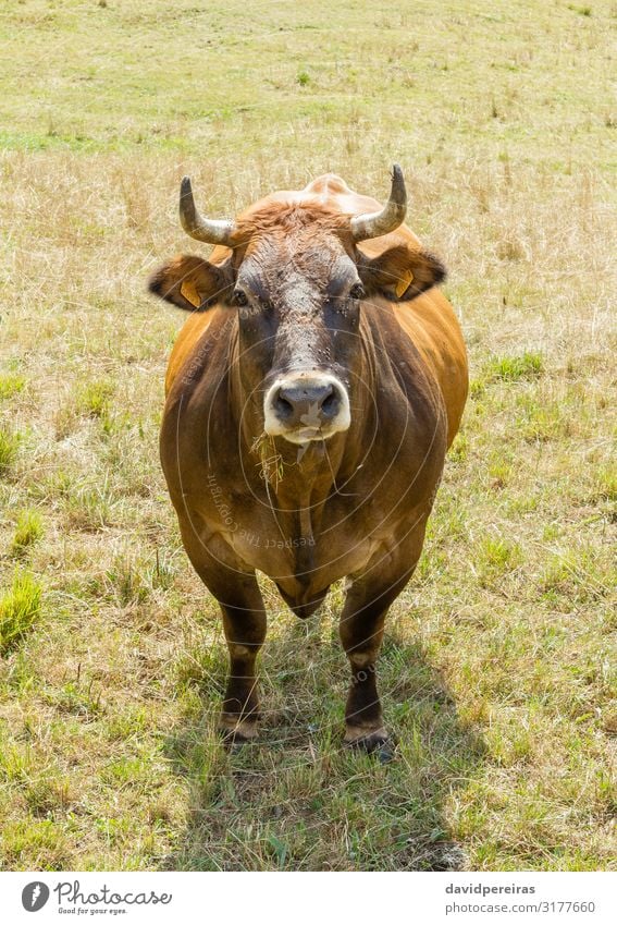 Brown cow grazing on a meadow Landscape Grass Meadow Hill Village Cow To feed Green agriculture asturias Beast bovine Farm light milk North Paradise Pasture