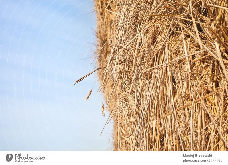 Close up picture of a haystack against the sky. Nature Sky Agricultural crop Yellow Gold Haystack animal feed agriculture Farm background Harvest Rural straw