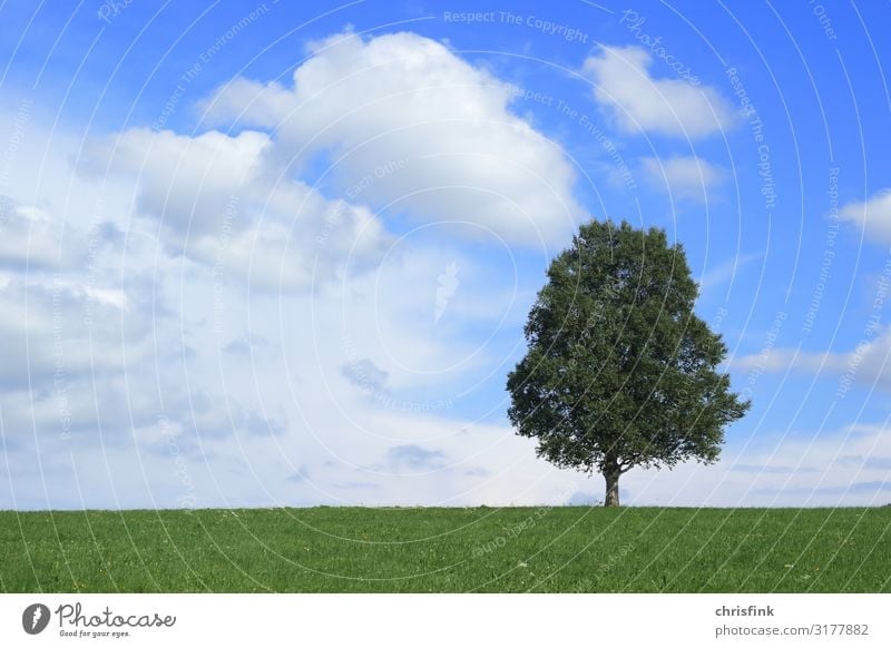Tree in front of blue sky Environment Nature Landscape Plant Wood Sphere Fragrance Healthy Blue Calm Growth Colour photo Exterior shot Day Evening