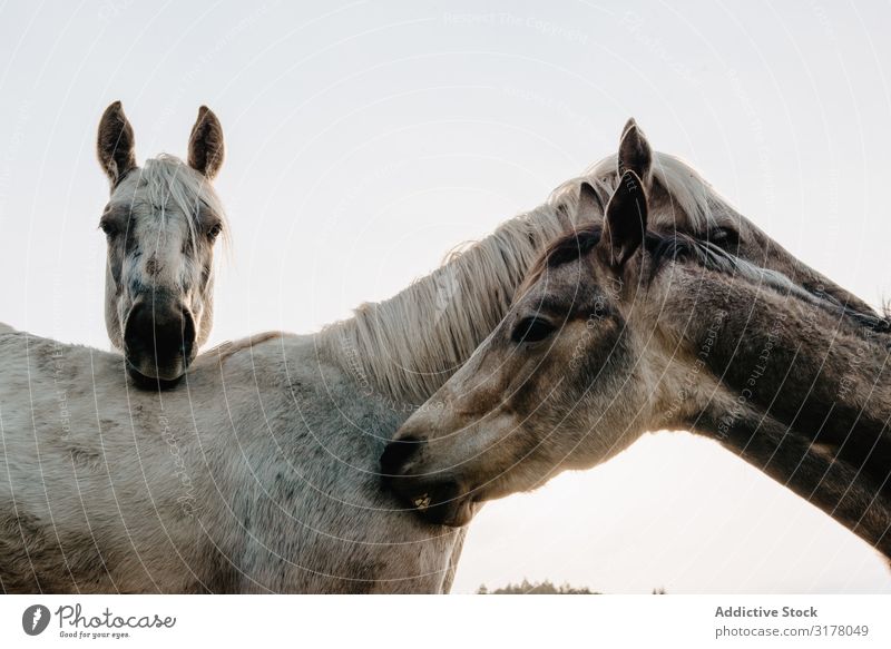 Funny horses on meadow Horse Meadow pasturing Field Tree Hill Clouds Sky Mountain Beautiful Mammal Animal equine Mane mare Breed Pony Domestic Head Heaven