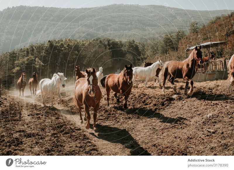 Herd of horses in countryside Horse Running Landscape Street Sunbeam Day equine Mammal Animal stallion mare Domestic Freedom Recklessness Dirty Movement Speed
