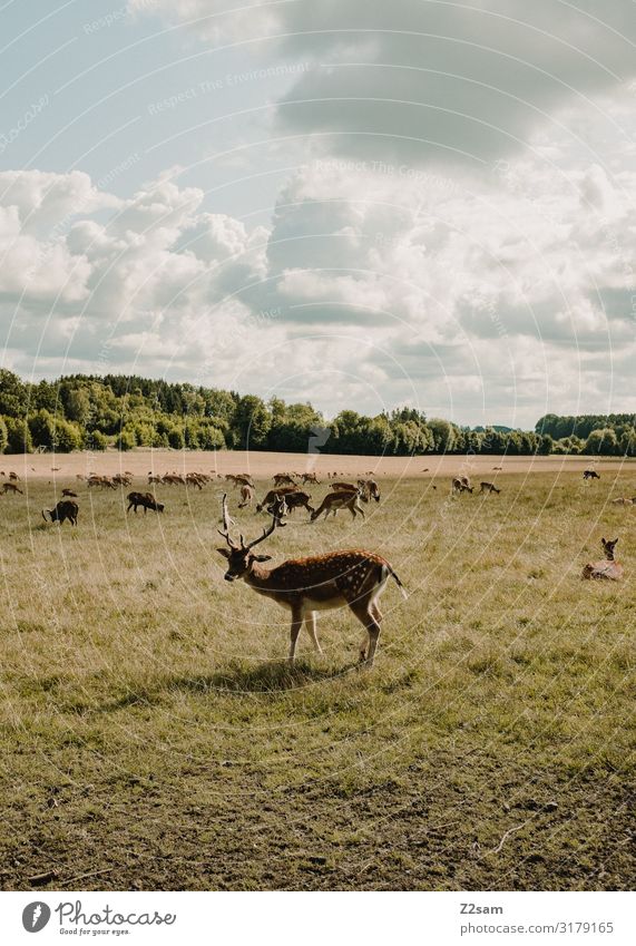 deer herd Nature Landscape Sky Clouds Sun Summer Autumn Beautiful weather Meadow Forest Roe deer Herd To feed Stand Esthetic Happy Sustainability Natural Green
