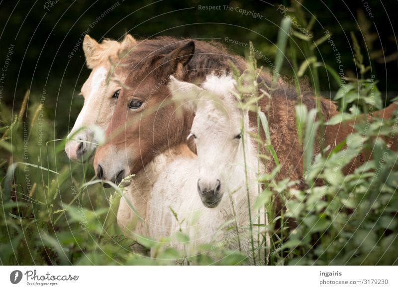 snuggle Nature Landscape Grass Bushes Pasture Animal Farm animal Horse Iceland Pony Foal 3 Group of animals Baby animal Touch To enjoy Friendliness Together