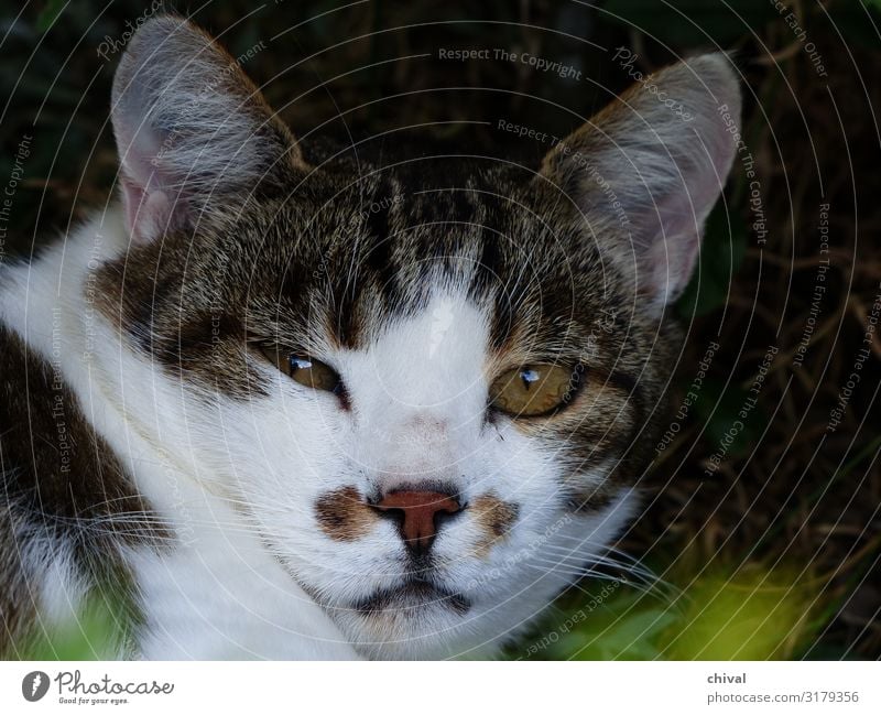skepticism Pet Cat Animal face 1 Brown Gray White Colour photo Subdued colour Exterior shot Day Sunlight Deep depth of field Central perspective Looking