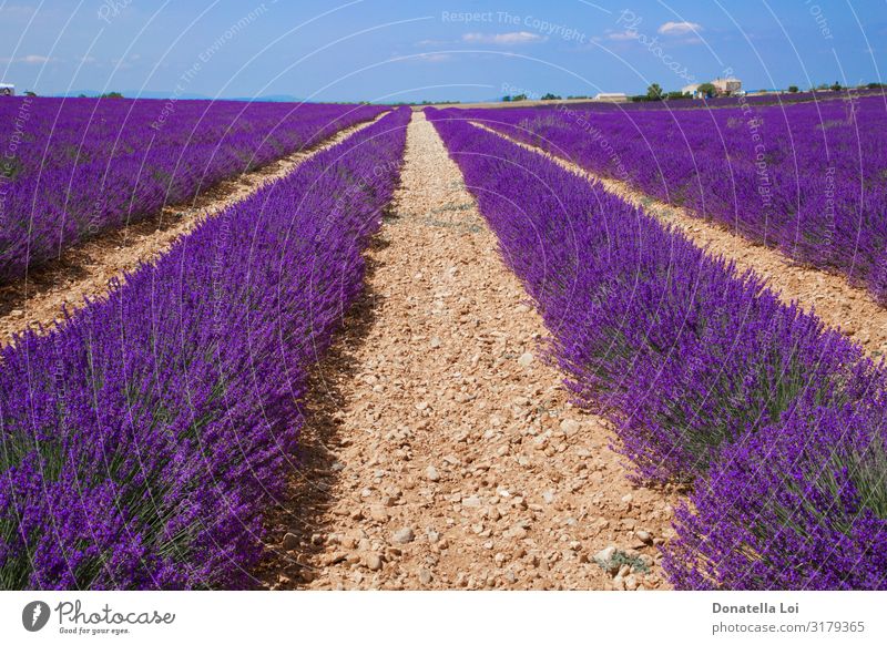 Lavender fields in Provence Vacation & Travel Tourism Summer Summer vacation Sun Agriculture Forestry Nature Landscape Plant Sky Clouds Spring Flower Blossom