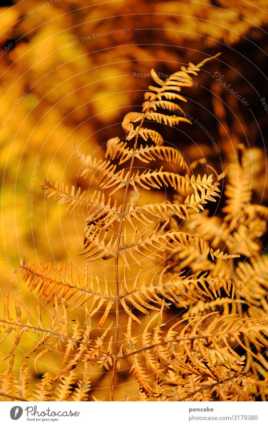 annealing Nature Plant Sunlight Autumn Bushes Fern Leaf Forest Authentic Hot Dry Incandescent Colour photo Exterior shot Close-up Detail Pattern