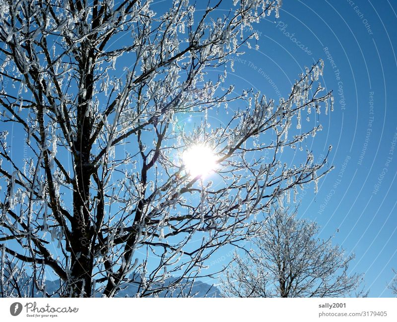 crystalline Cloudless sky Winter Beautiful weather Ice Frost Tree Alps Fresh Bright Cold Relaxation Hoar frost Light Winter forest Winter mood Winter's day