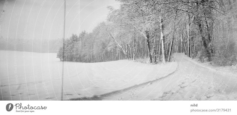 Snowy winter panorama Winter Wide angle snowy Forest path Lanes & trails White Exterior shot Cold Nature Landscape format Black & white photo Ilford