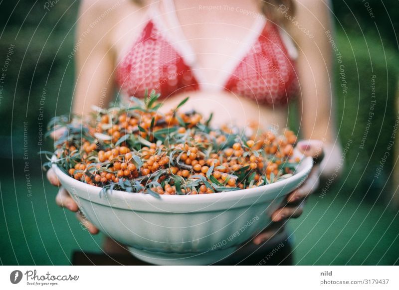 Sea buckthorn in large bowl Sallow thorn Food Fresh Harvest Fruit Healthy Mature Nutrition Organic produce Vegetarian diet Shallow depth of field Exterior shot