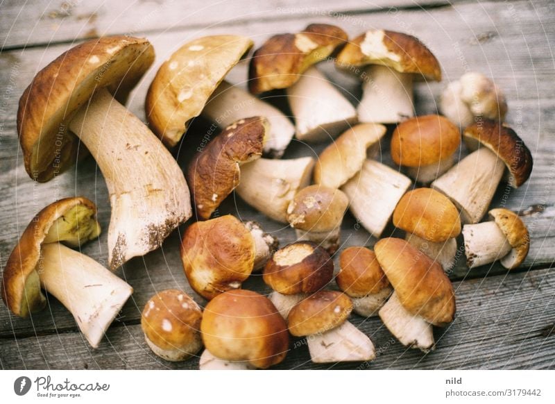 Porcini mushrooms on wooden background boletus Edible Food Mushroom Delicious Healthy Vegetarian diet vegetarian Vegan diet vegan mushroom pick Delicacy