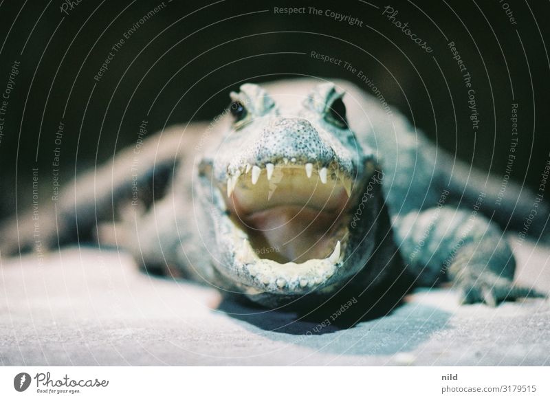 Alligator from near Crocodile Reptiles Dangerous Animal portrait Wild animal Threat Colour photo Observe Close-up Zoo Copy Space top Teeth blurriness