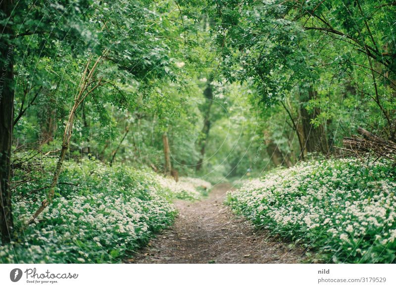 Path through the green in spring path off forest path Spring trees To go for a walk Relaxation Deserted Loneliness Lanes & trails Footpath Nature Exterior shot