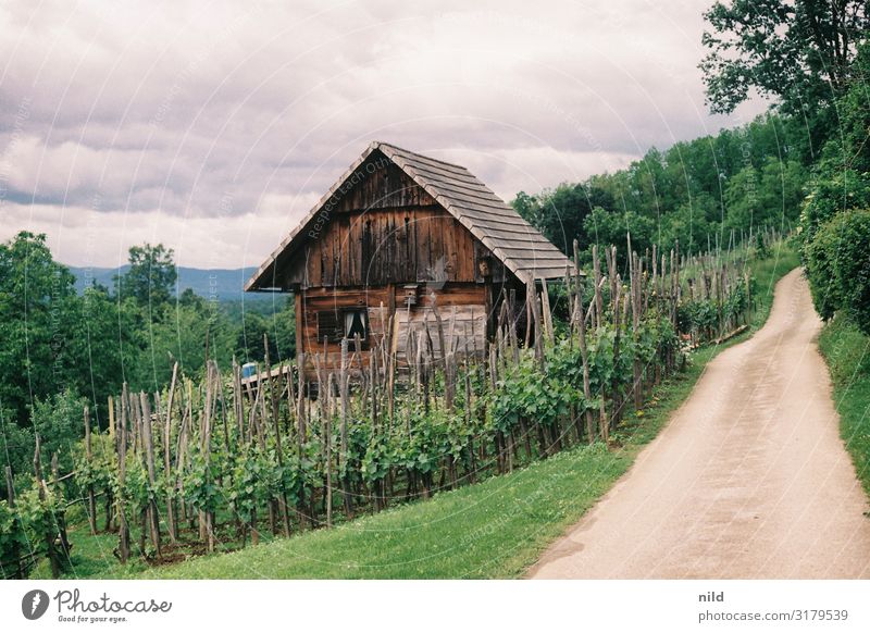 Vineyard in Slovenia Wine growing Green Agricultural crop Deserted Colour photo Landscape Exterior shot Winery Agriculture organic Summer Analogue photo Kodak