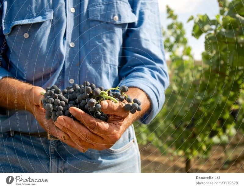Man with grapes in his hands Food Fruit Italian Food Wine Lifestyle Summer Human being Adults Male senior Hand 1 60 years and older Senior citizen Nature