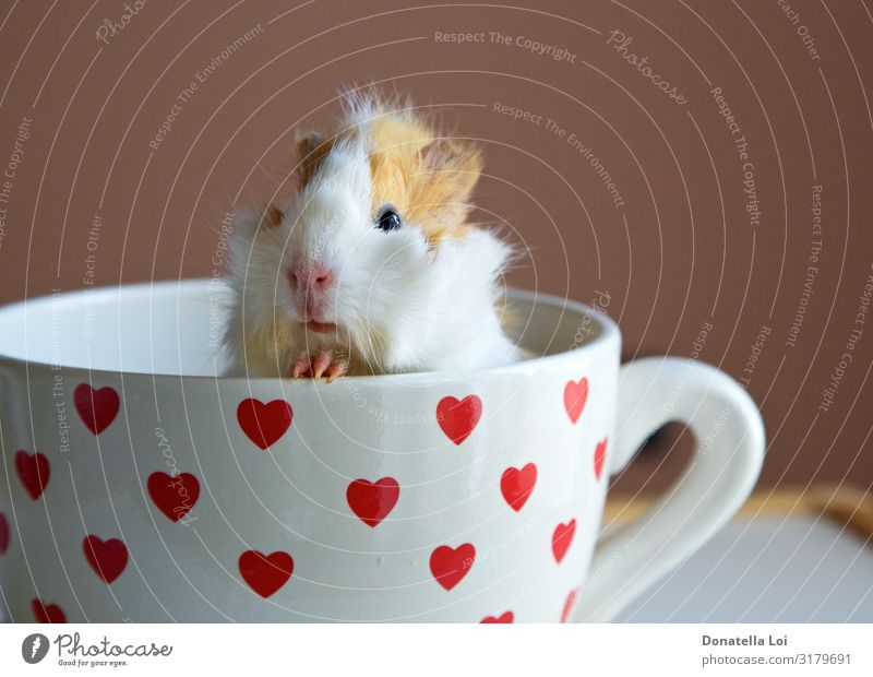 Portrait of guinea pig into the cup Mug Animal Pet 1 Heart Feeding Looking Small Funny Sympathy Abyssinian Copy Space Guinea pig indoor inside little pet