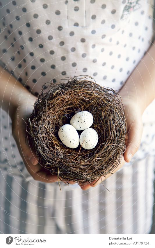 Hands of a little girl holding a nest with eggs Food Child Human being Youth (Young adults) 1 Feeding Born childood Egg Hold Nest offer Summer dress take care
