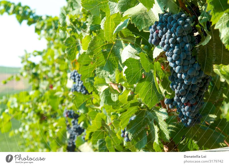 Black grapes on the vineyards Food Fruit Nutrition Eating Wine Summer Agriculture Forestry Environment Nature Autumn Beautiful weather Leaf Agricultural crop