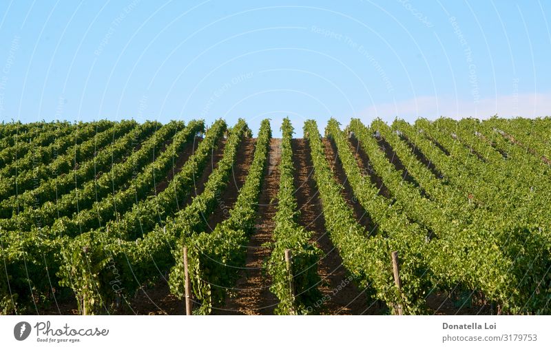 Vineyards landscape in Sicily Summer Nature Landscape Agricultural crop Field Vacation & Travel Leisure and hobbies Rural Colour photo Exterior shot