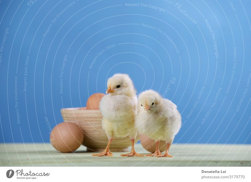 two chicks, eggs and bowl Bowl Easter Couple Animal Pet 2 Pair of animals Diet Feeding Small Cute Infancy blue backround Chick food Horizontal indoor
