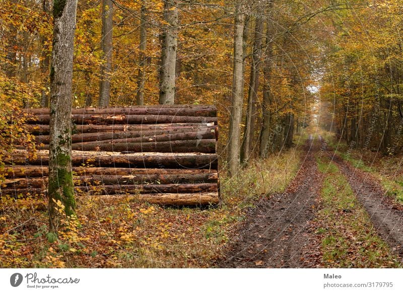 Forest trail in autumn Tree Wood Industry sawn Logging Fallen Pine Ecological Brown Destruction Environment Firewood Nature Tree trunk Tree bark Cut down Saw