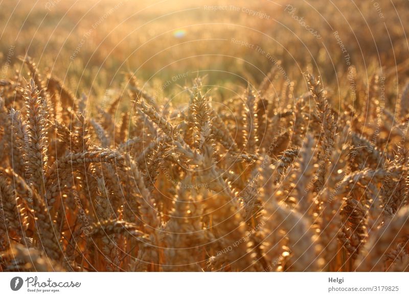 cereals glowing in the evening sun on a cornfield Food Grain Environment Nature Landscape Plant Summer Beautiful weather Agricultural crop Wheat Cornfield