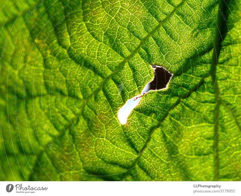 The green way Environment Nature Landscape Plant Air Sun Sunlight Leaf Garden Green Foliage plant Rachis Colour photo Exterior shot Detail