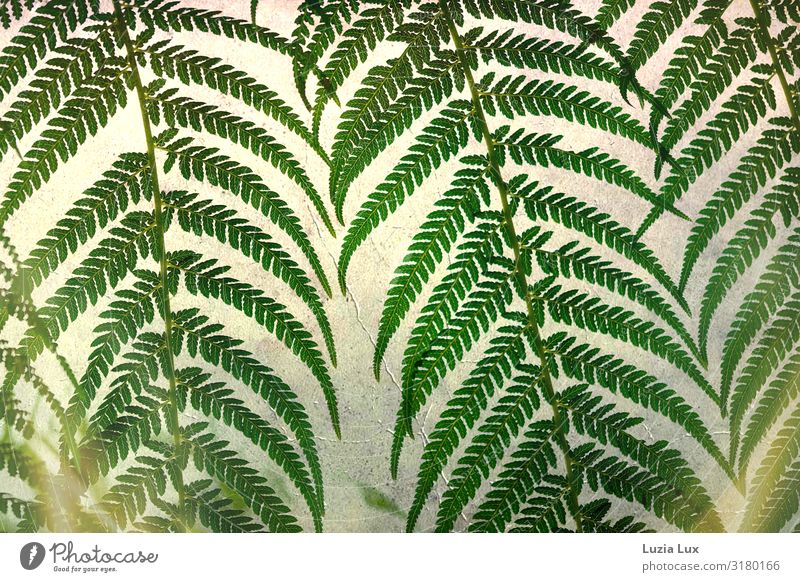 Farnwedel in the light Sunlight Autumn Plant Fern Glass Bright Beautiful Green Colour photo Subdued colour Interior shot Day Artificial light Light Shadow