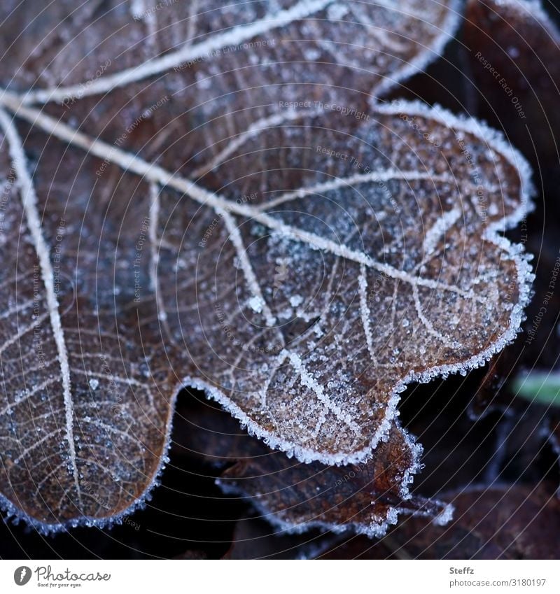 Oak leaf caught cold cold snap Cold shock frosty Domestic Nordic cold Hoar frost chill onset of winter ice crystals Frost icily Freeze freezing cold Winter mood