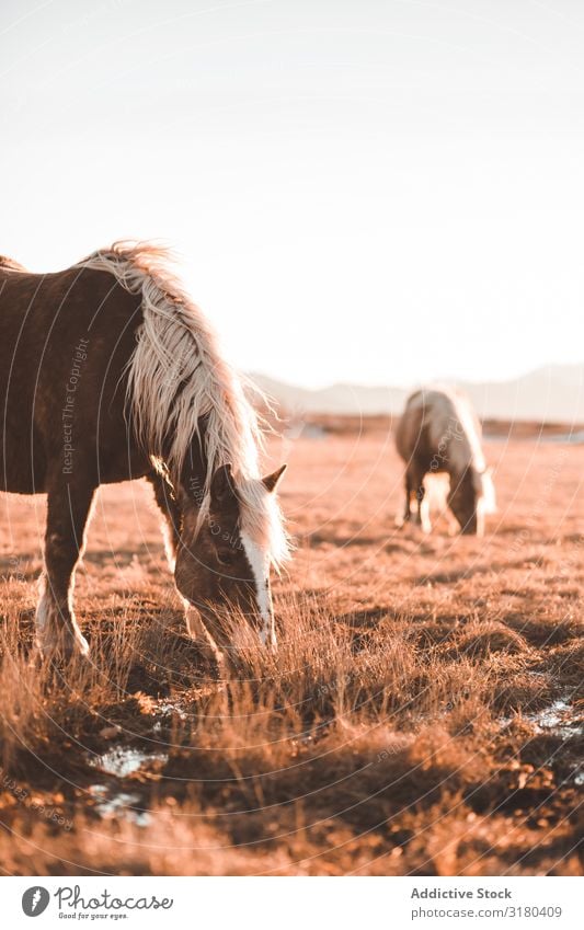 Wild horses pasturing on field Horse Field Meadow Mountain Beautiful Mane Animal Nature Mammal equine equestrian stallion Seasons Dry Grass Freedom Ranch