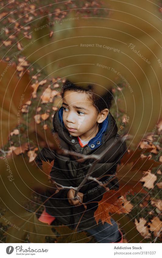 Black boy with autumn twig Boy (child) Branch Autumn Park Leaf Looking away Child African-American Nature Seasons Delicate Fragile Joy Leisure and hobbies