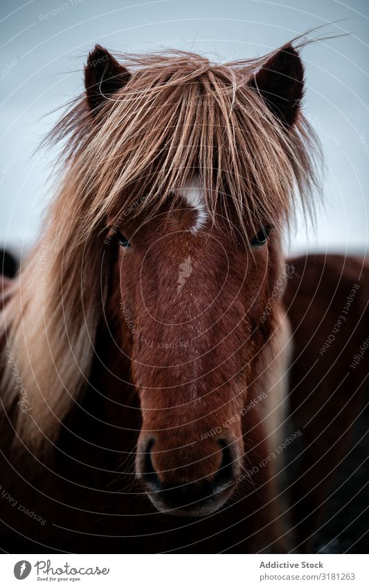 Horses in the mountains in Iceland icelandic Beautiful Animal wildlife Nature Vacation & Travel Exterior shot Wild Portrait photograph Mane Winter Brown