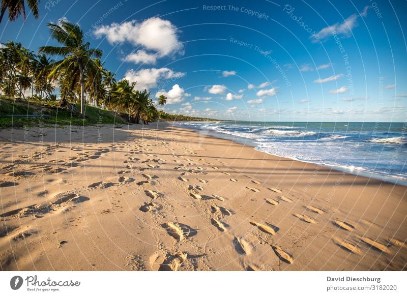 Beach in Bahia Vacation & Travel Cruise Summer vacation Sunbathing Nature Landscape Plant Animal Sky Clouds Spring Beautiful weather Waves Coast Ocean Island