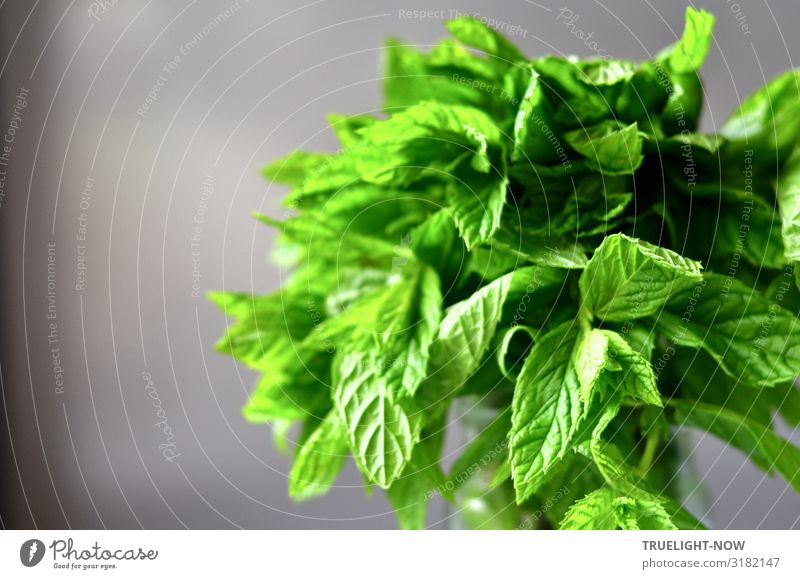 Peppermint: Fresh green on grey Food Herbs and spices Mint Nutrition Organic produce Vegetarian diet Slow food Healthy Healthy Eating Fitness Wellness Life