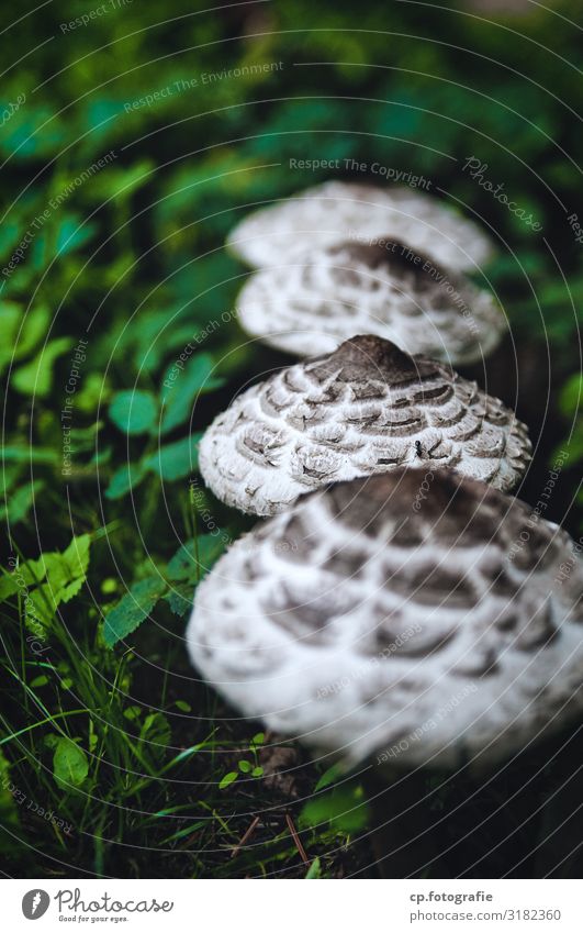 Parasol mushrooms growing in a row depth blur late summer Nature Exterior shot Colour photo Food Fresh Forest