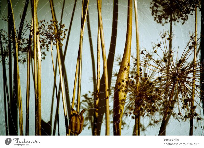 dried flowers Flower Blossom Garden Grass Deserted Nature Plant Bushes Copy Space Depth of field Twig Apiaceae Paper Daisy Asparagus Structures and shapes